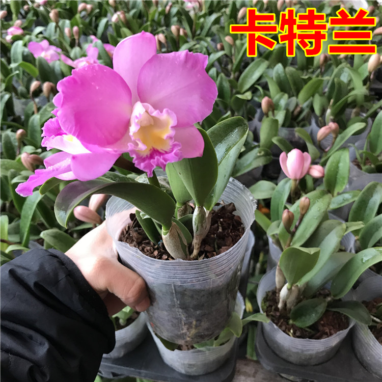 卡特兰兰花苗好养易开花办公室阳台客厅绿植花卉盆栽