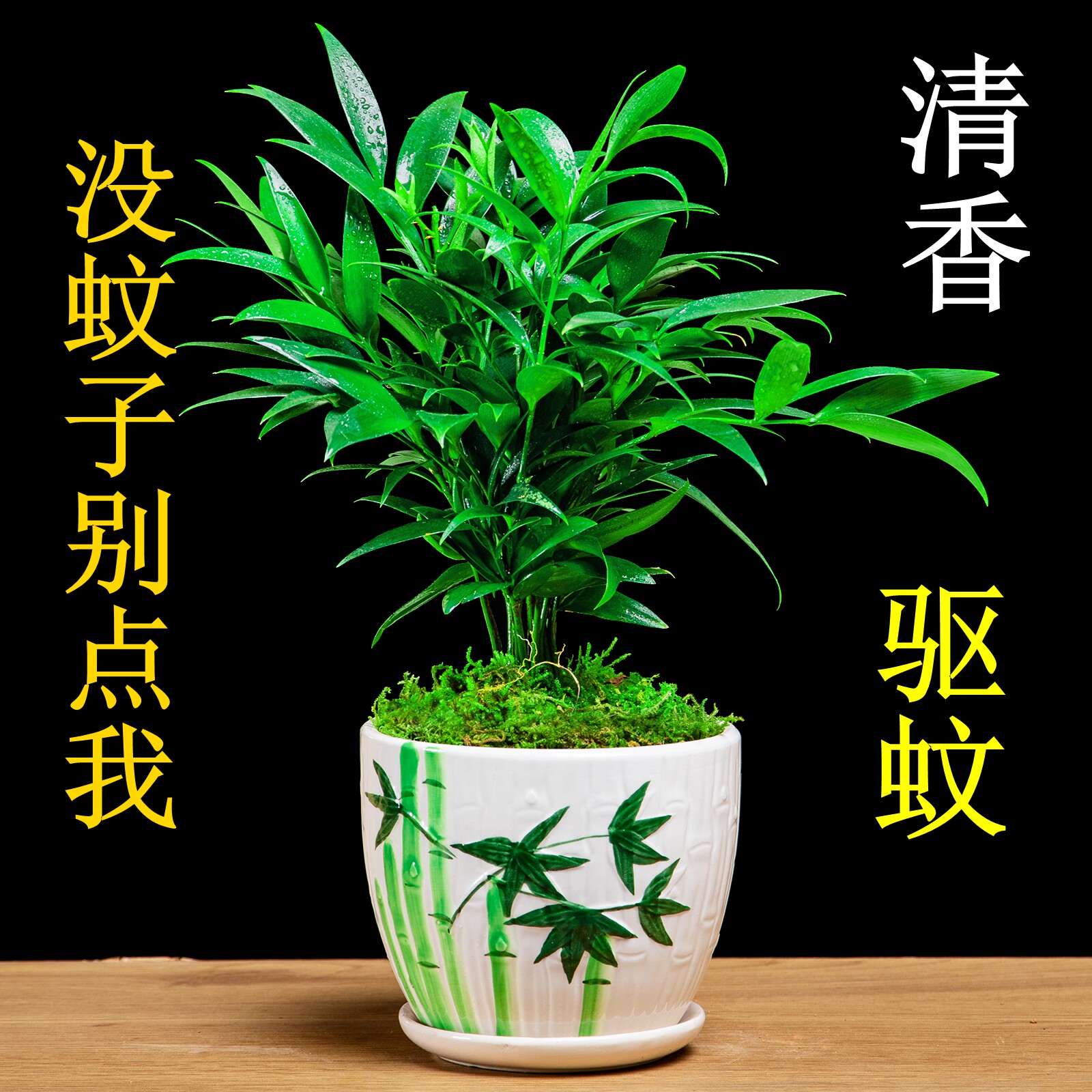 竹柏盆栽驱蚊草植物室内客厅庭院防蚊好养四季常青净化空气花卉