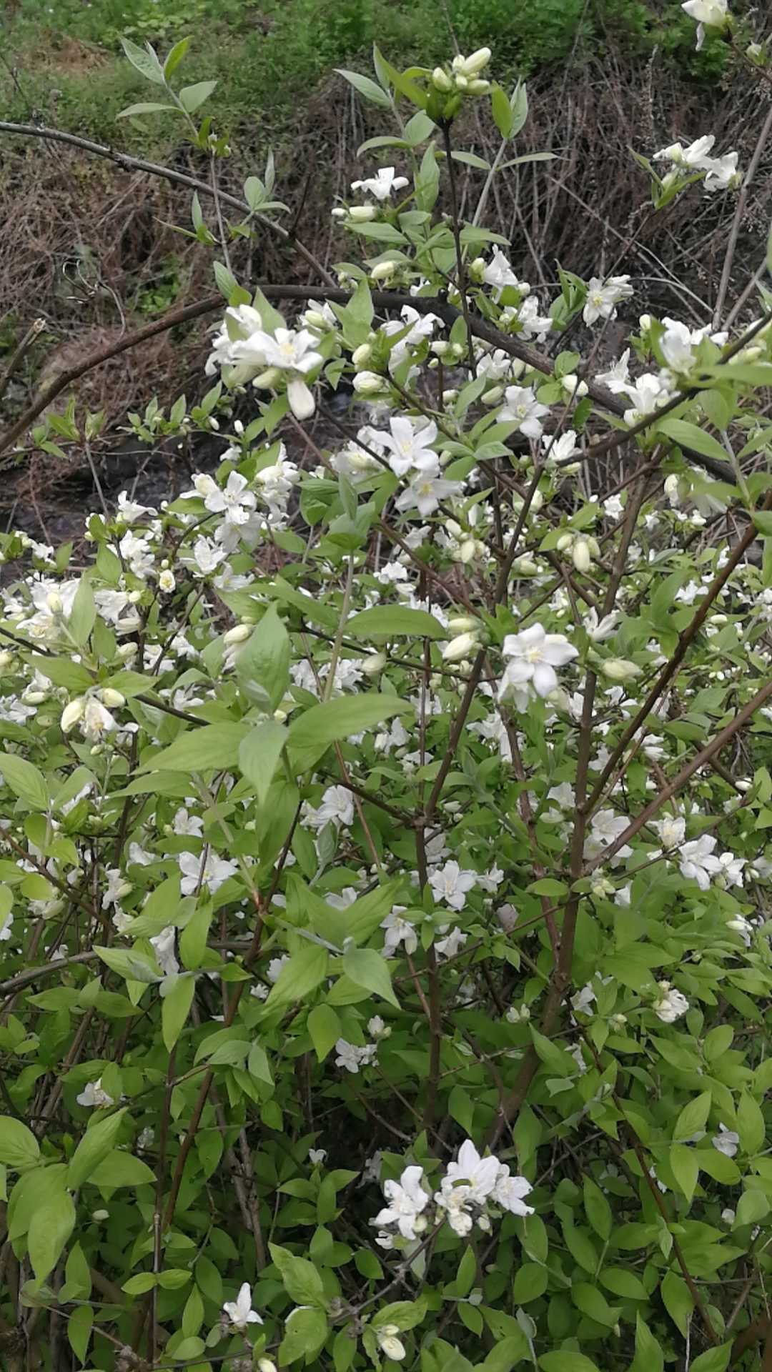 白色话野生中草药材种苗山茱萸种子园林绿化苗木观赏药用庭院盆栽