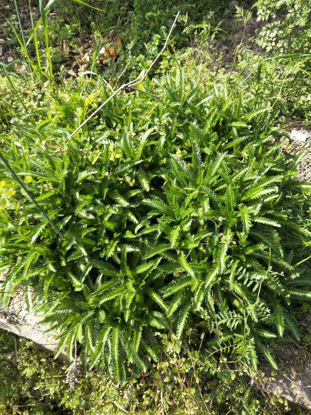 蓍草华中植物观赏药用盆栽花卉药材种苗种子新鲜全草野菜中草药