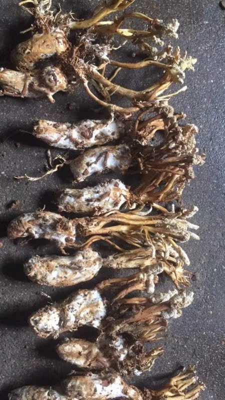 野生蝉花50根金蝉花虫草中草药材种苗种子干货新鲜