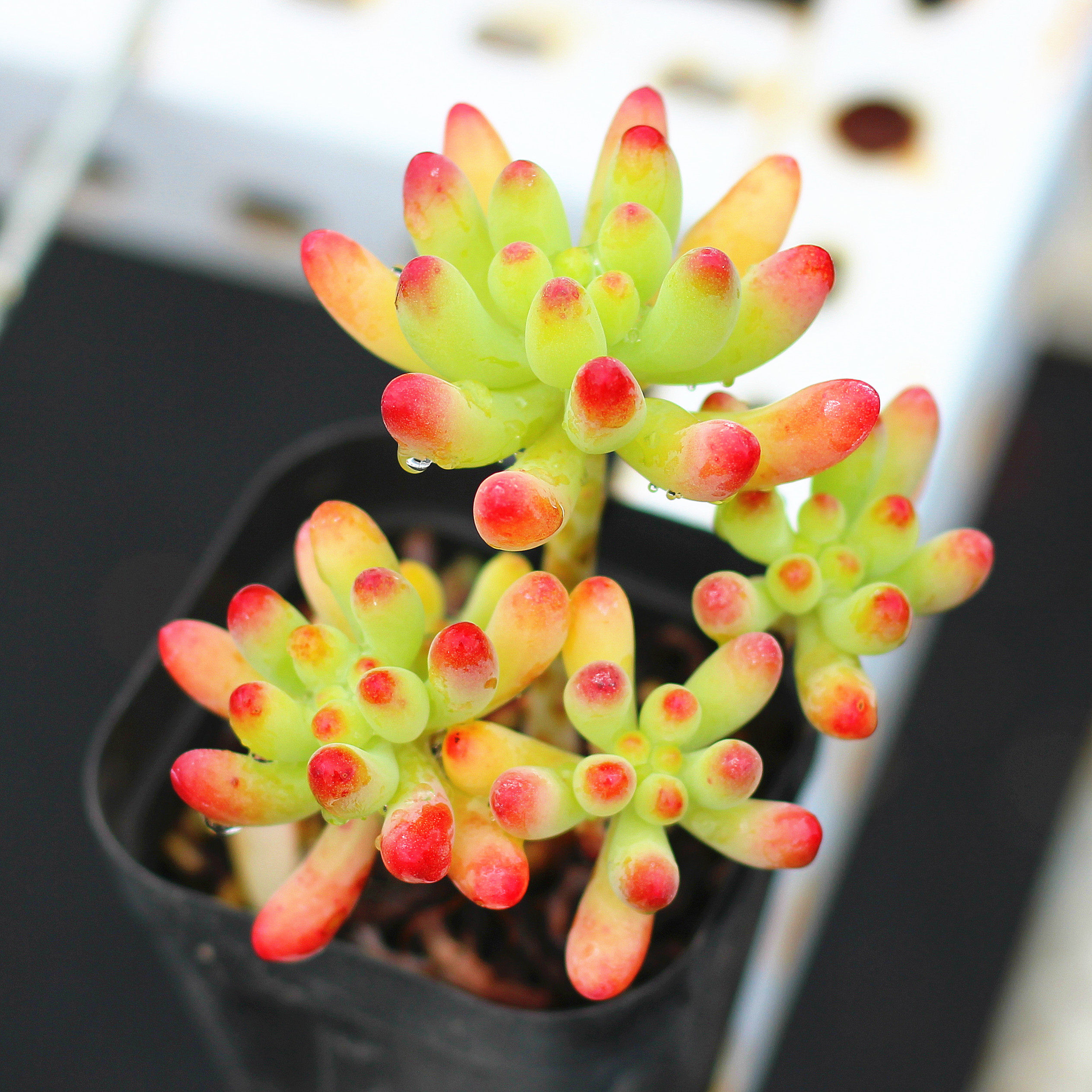 刘家花坊  果冻乙女心小桩群生多肉植物精美迷你阳台室内组合养殖