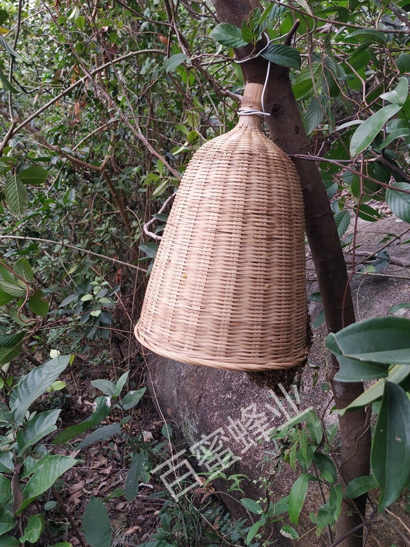 🐝口径25*高30cm有柄竹制收蜂笼 收蜂用具捉蜜蜂抓蜂笼🐝-蜜蜂爱