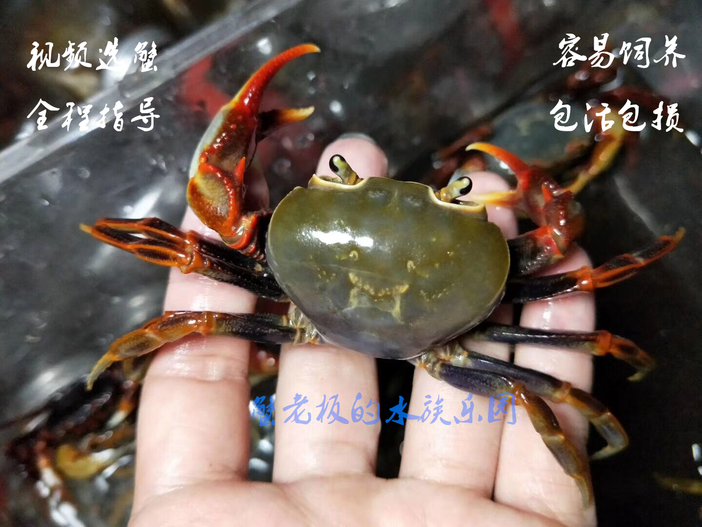 蟹老板的水族乐园的优惠券大全—宠物蟹南海溪蟹寄居蟹观赏蟹恶魔蟹相
