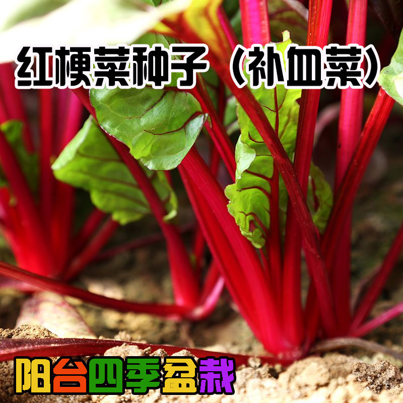 根达菜种籽红莲草救心草红梗菠菜红根达莱根达莱四季耐寒蔬菜种子