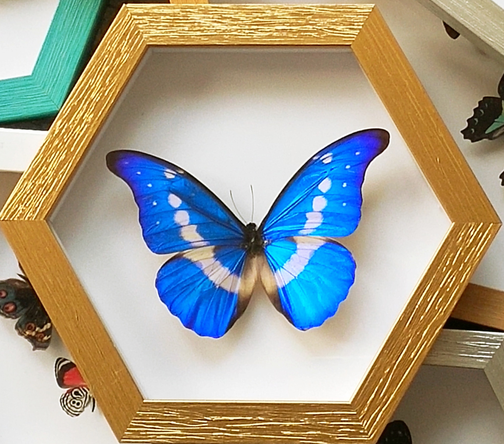 Butterfly specimens Arts and Crafts originality Valentine's Day gift Famous and precious Breed Customizable home decoration Polular Science exhibition Giftsin the Home accessories , Decorative painting , Decorative painting class specimens category - from Buy2taobao.com to provide professional Taobao agent buy service