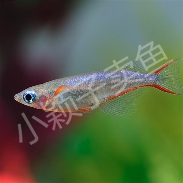七彩稻田2.5-3cm活体热带鱼观赏鱼鱼