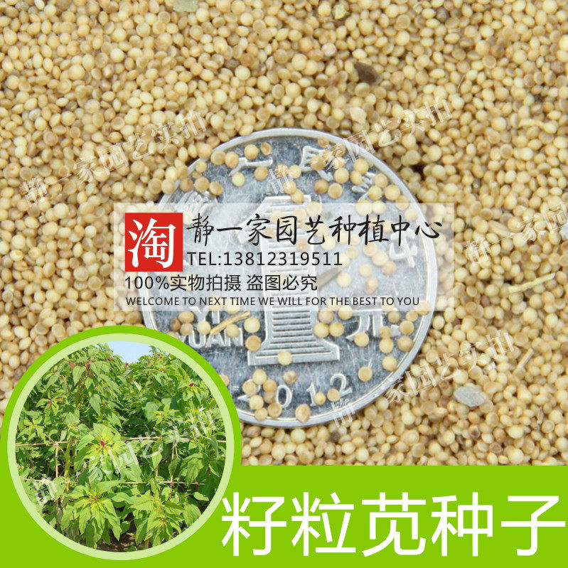 蔬菜种子批发_优质牧草种子批发高产高蛋白美国籽粒苋种子千穗谷种子
