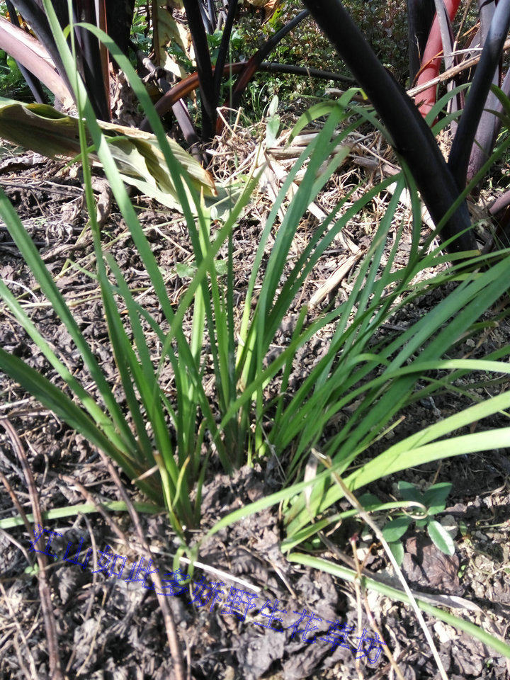 茴香广西野生香草香菖蒲香蒲八角香味食用香料绿植