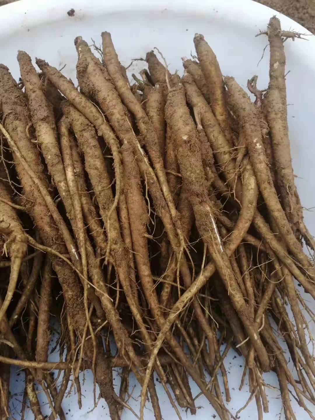 高原湿甜当归筷子大粗现挖小当归粉糯煲汤蔬菜5斤包邮 大凉山新鲜