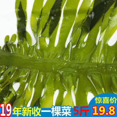 山东荣成新鲜盐渍海带出口野生裙带菜海白菜海带