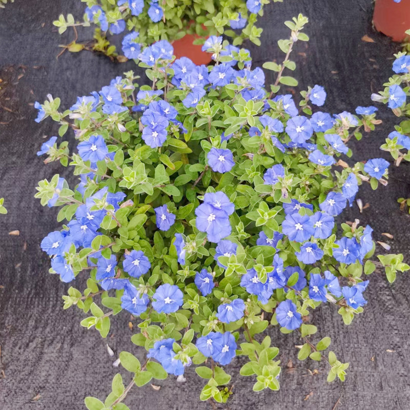 蓝星花苗 室外庭院花卉植物绿植耐寒耐热四季多年生易开花