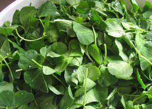 2022南京农家野生草头野菜母鸡头新鲜蔬菜金花菜苜蓿草现摘坏包赔