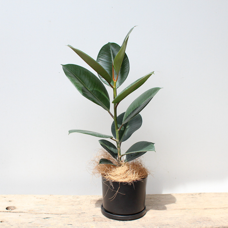 新品包邮美好花园室内观叶绿植耐荫好养护带盆种好发货绿金刚盆栽