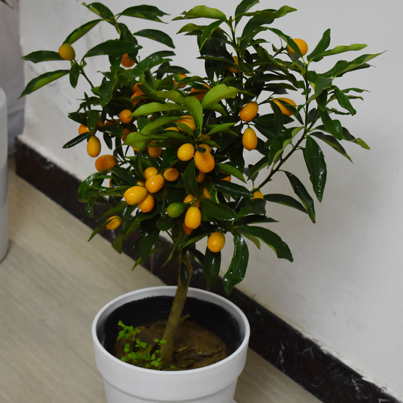 金桔盆栽