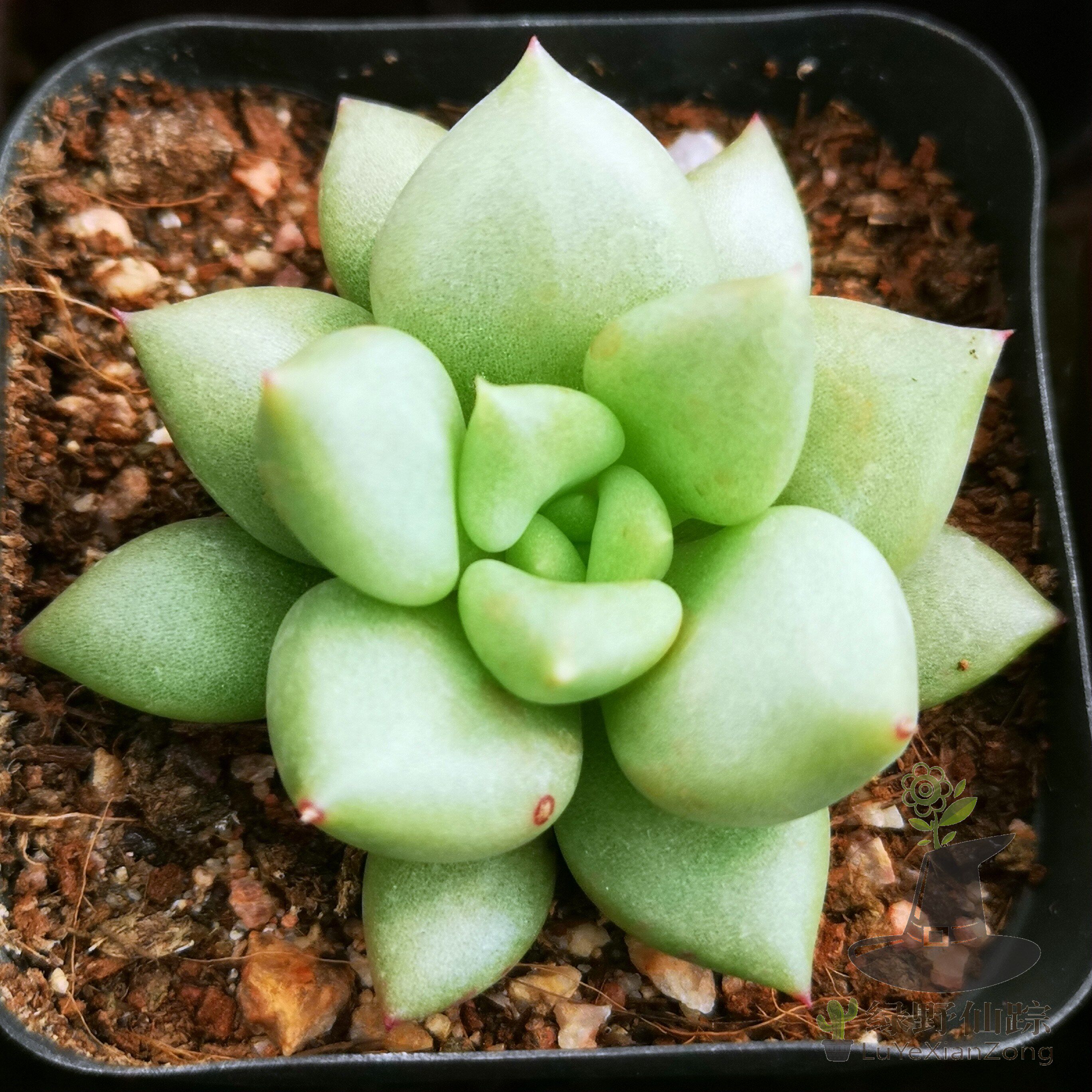 玉珠东云绿野仙踪多肉植物秋季冬季阳台庭院家庭多肉植物