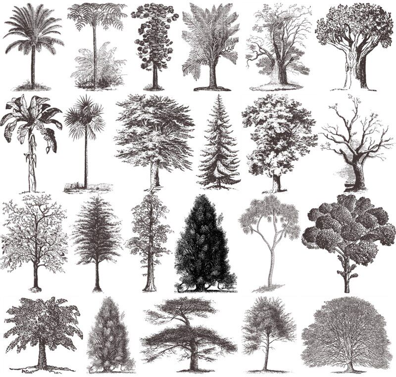 37款黑白铅笔铅笔画画线素描临摹素材树木树林设计素材