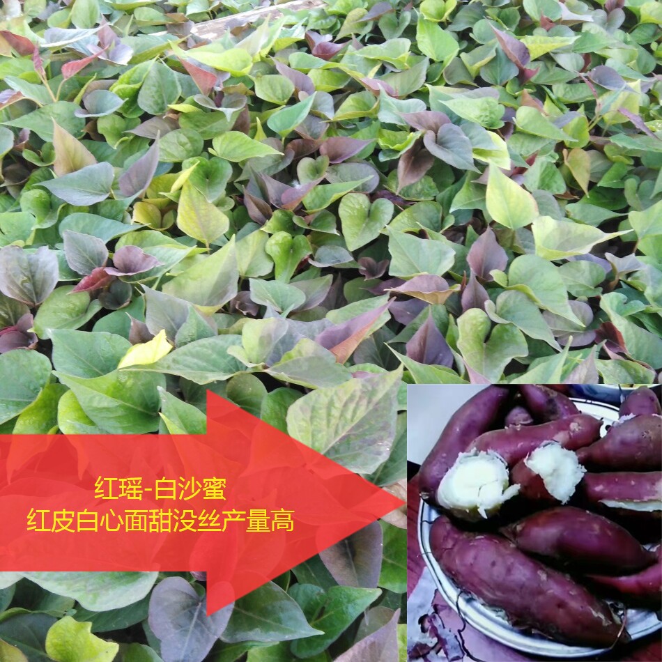 日本红瑶红薯秧番薯地瓜苗甘薯秧红皮白心山芋板栗薯秧红苕白薯苗