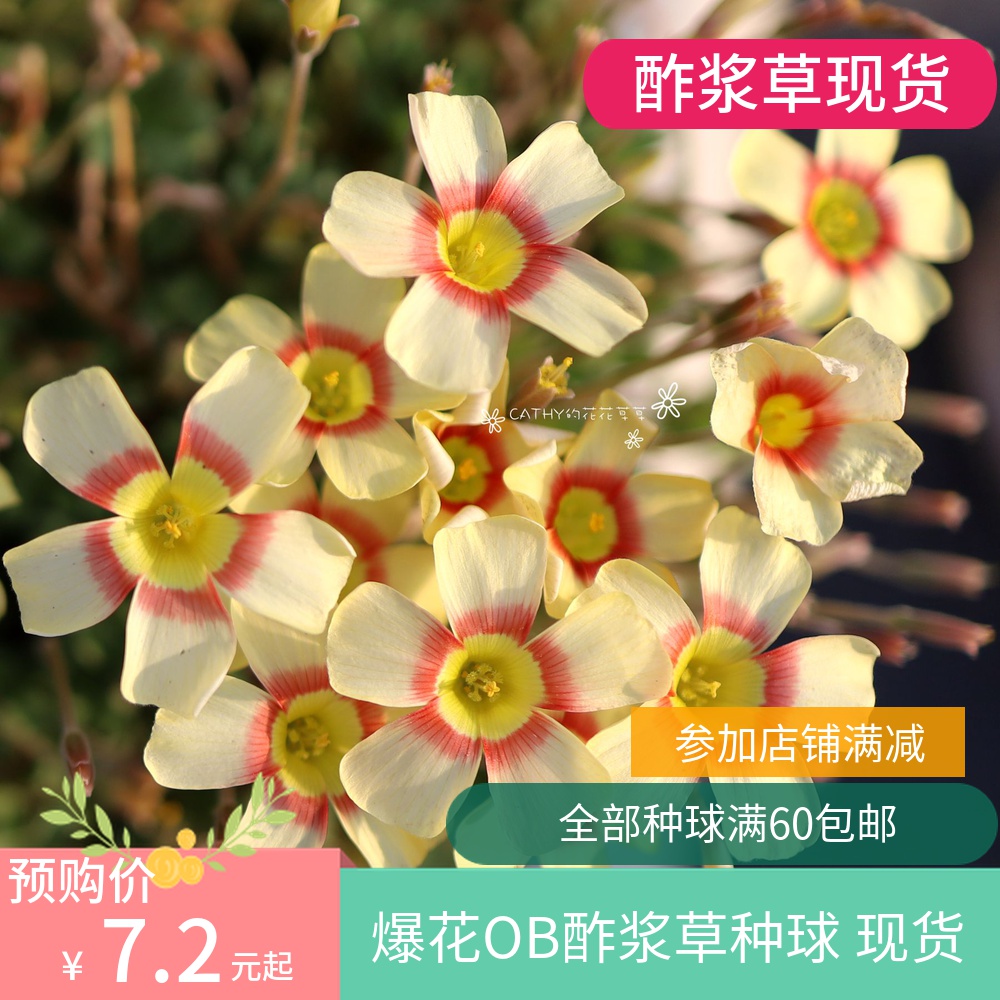 酢浆草种球ob第4组oxalisobtusa35球份多种可选秋植春花