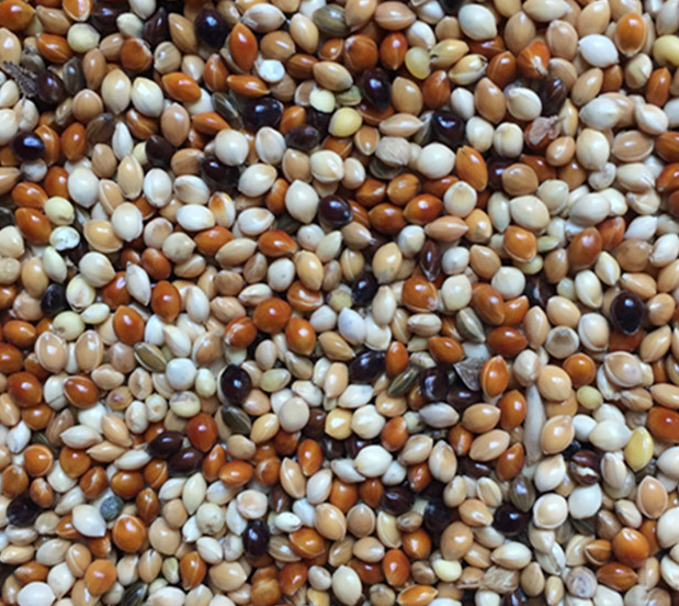 包邮5斤装】五色谷子小米2.5kg五种颜色粟米小谷子鹦鹉粮食混栗子