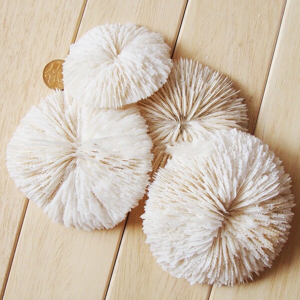 浙江 金华珊瑚地台家居海螺鱼缸贝壳圆形婚礼装饰