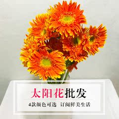 新鲜花束同城速递太阳花16支 鲜花批发扎 江浙沪皖2扎包邮