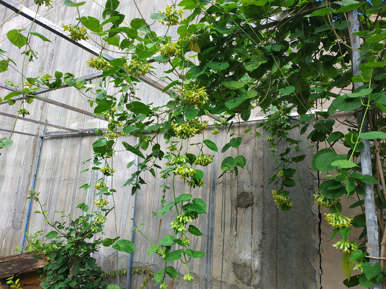 夜香花食用新鲜夜香兰花 非夜来香 西餐摆盘酒店食材