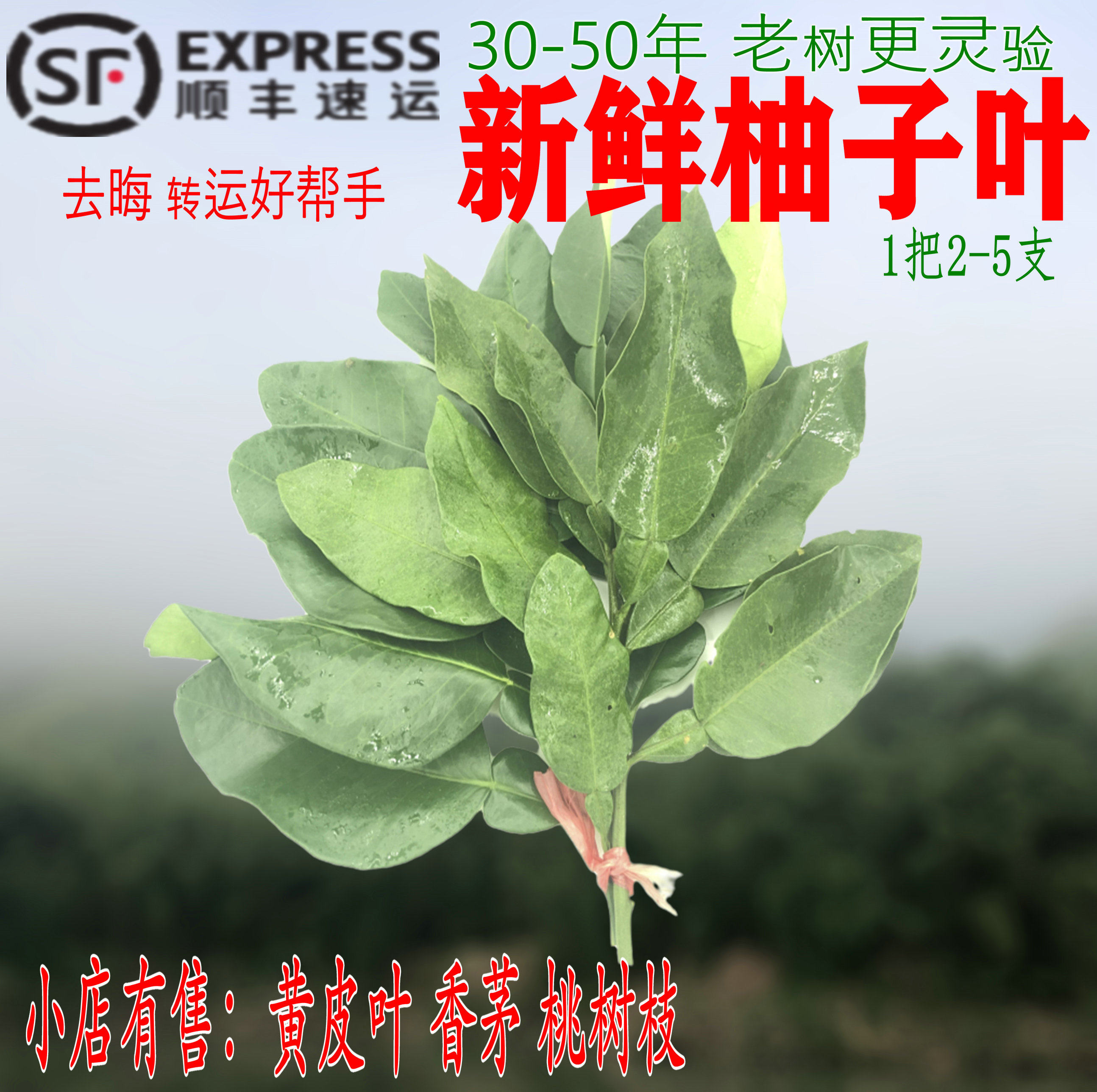 热销新鲜柚子叶包邮_柚子叶新鲜发货去晦气乔迁新居黄皮叶新年沐浴
