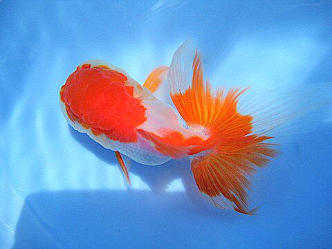 直播专拍请勿私拍福州潘氏兰寿萌萌的娃娃脸淡水金鱼泰狮珍珠水族