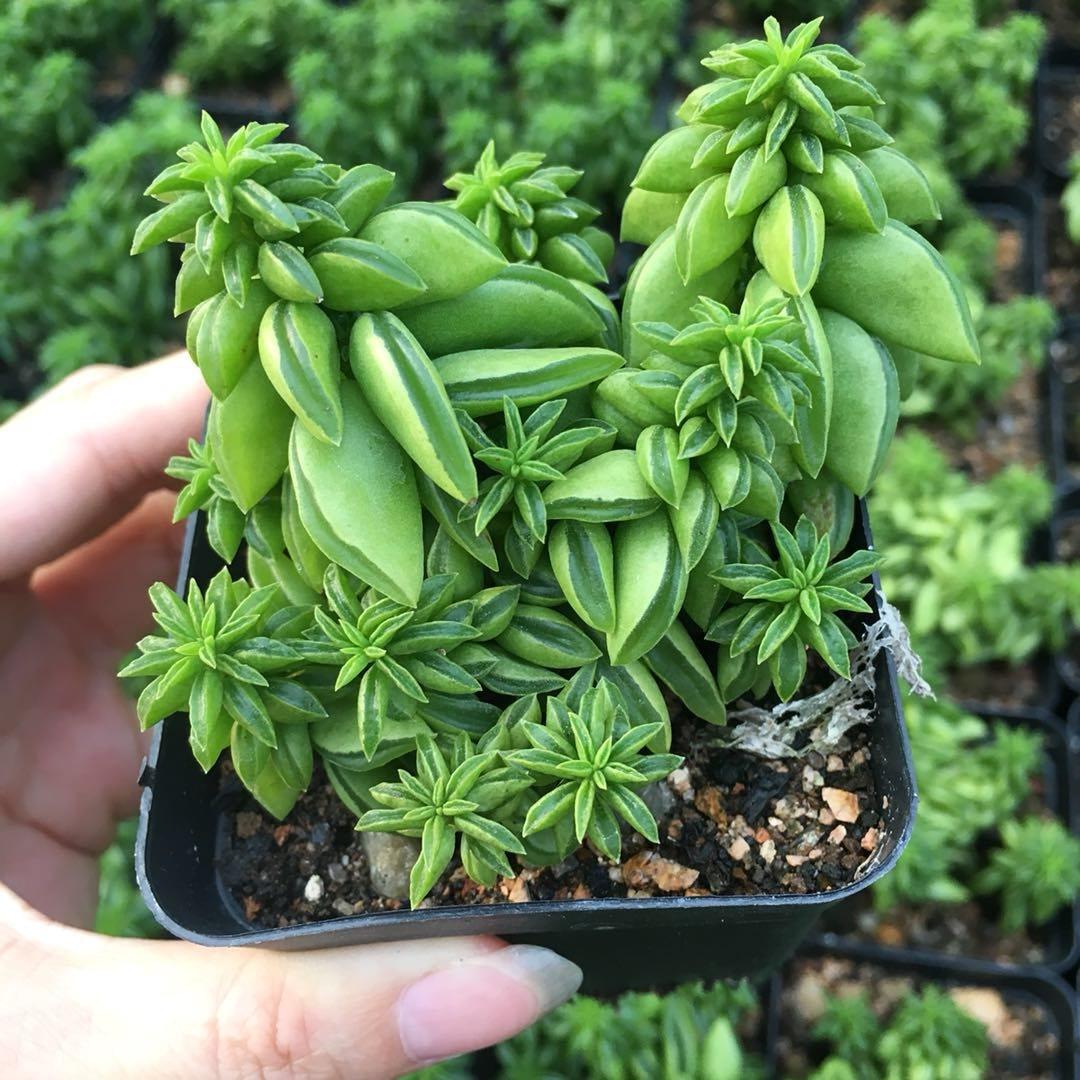 多肉植物种类大全图片(多肉植物图片名称及价格)