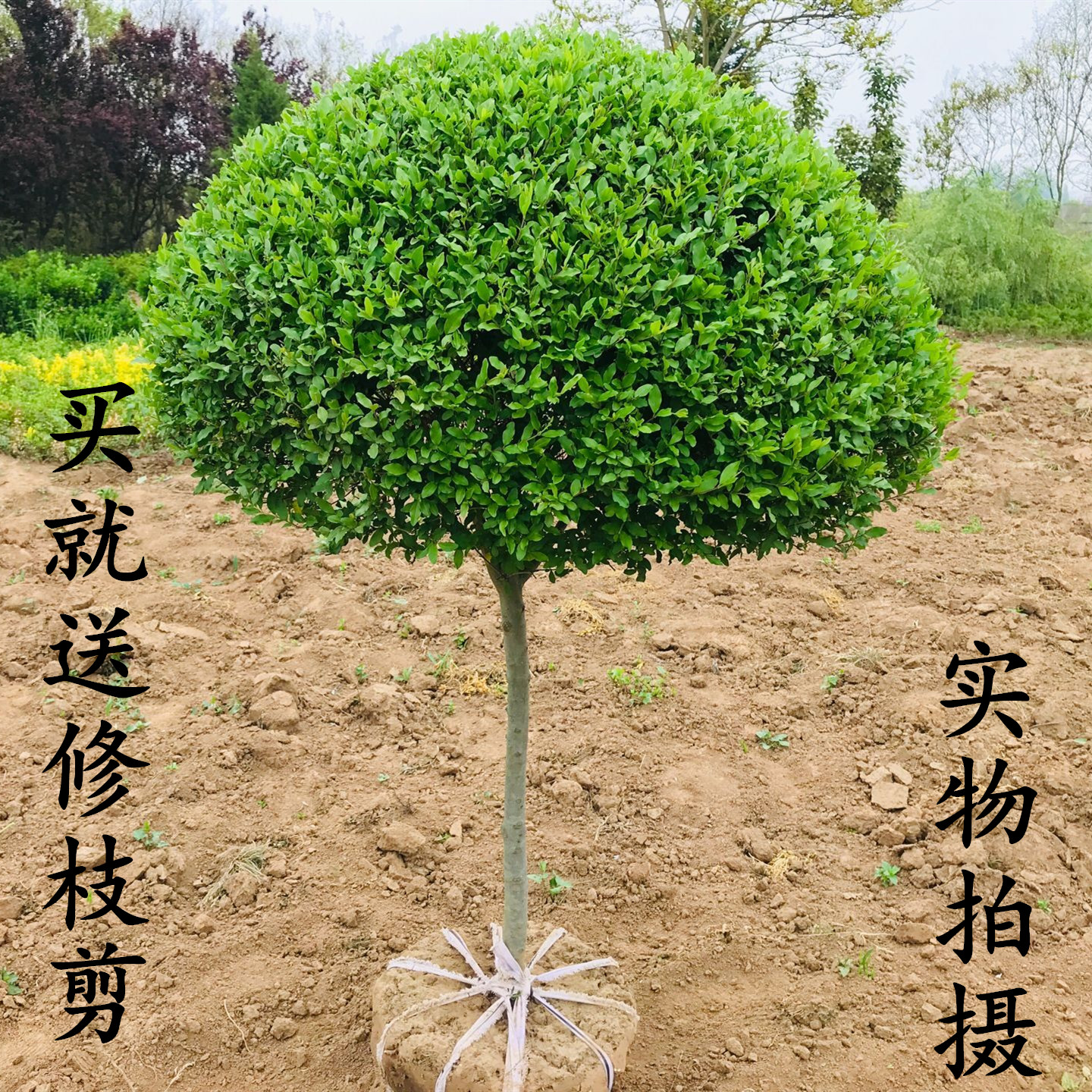 小叶女贞造型盆景树桩球形庭院树苗