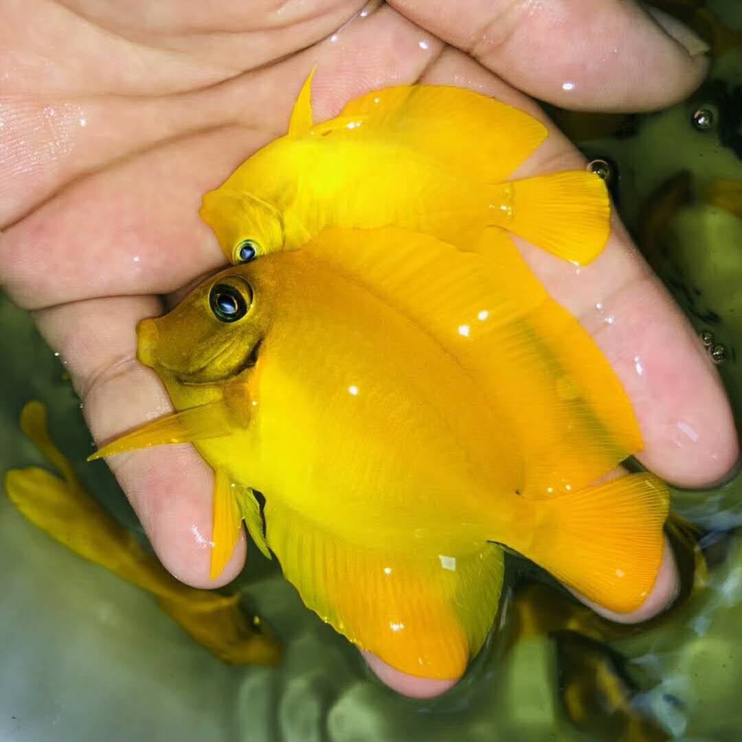 黄吊食苔吊柠檬海水观赏鱼珊瑚鱼倒吊类尺寸海生物鱼