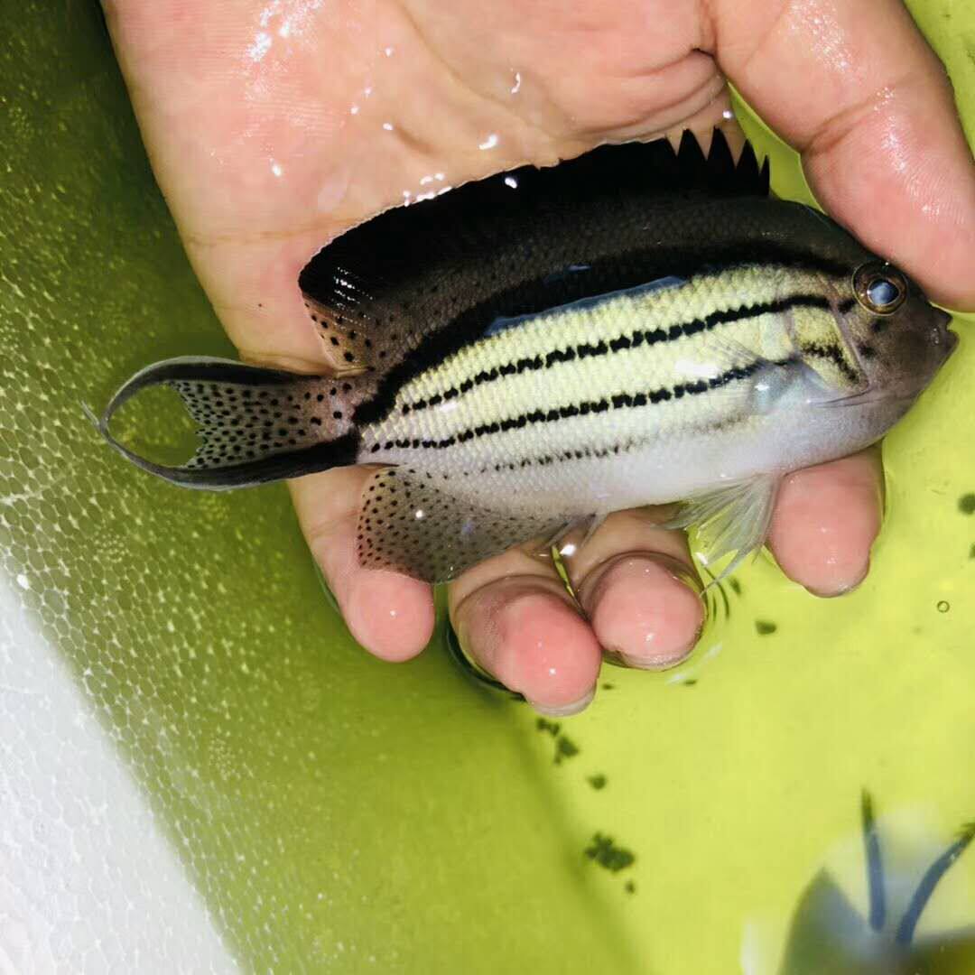 深圳海水鱼拉马克神仙鱼蓝宝王观赏鱼咸水海洋生物宠物鱼广州珊瑚