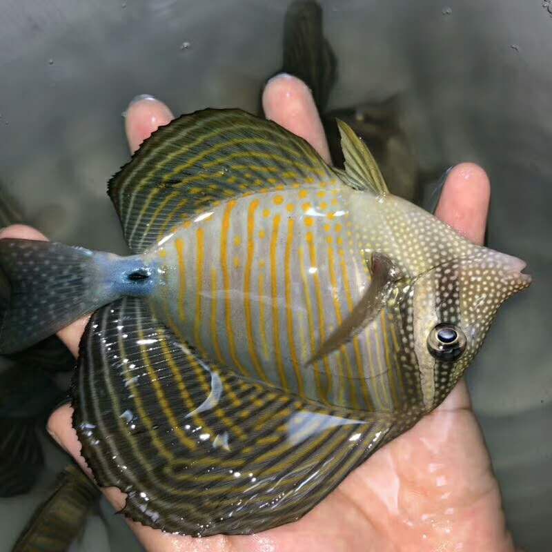 珍珠巴东大帆吊倒吊类珊瑚鱼观赏鱼海水帆吊鱼海鱼