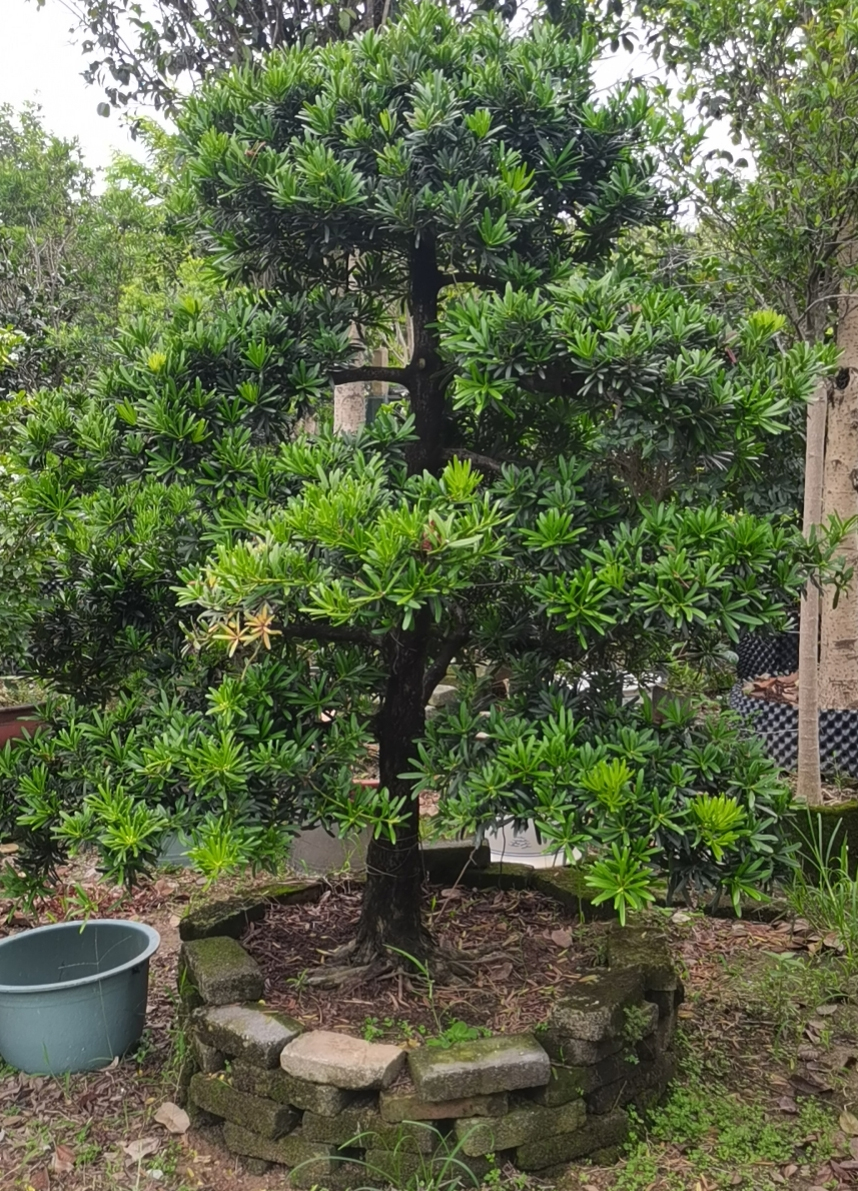 金钻罗汉松-特价促销-优惠券领取-价格|多少钱|什么牌子好-35优惠券