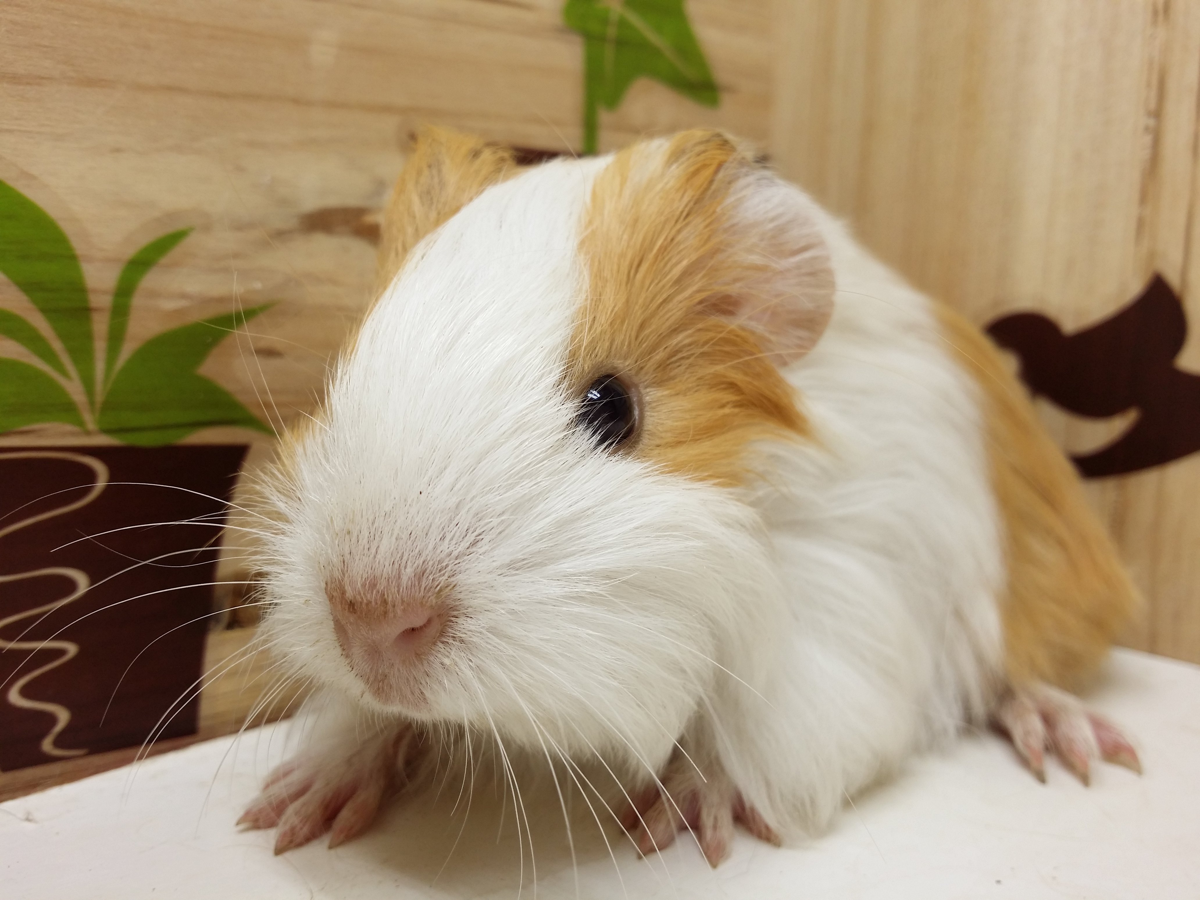 包邮进口荷兰猪豚鼠活体宝宝/毛超细超软纯家养/黄白长顺