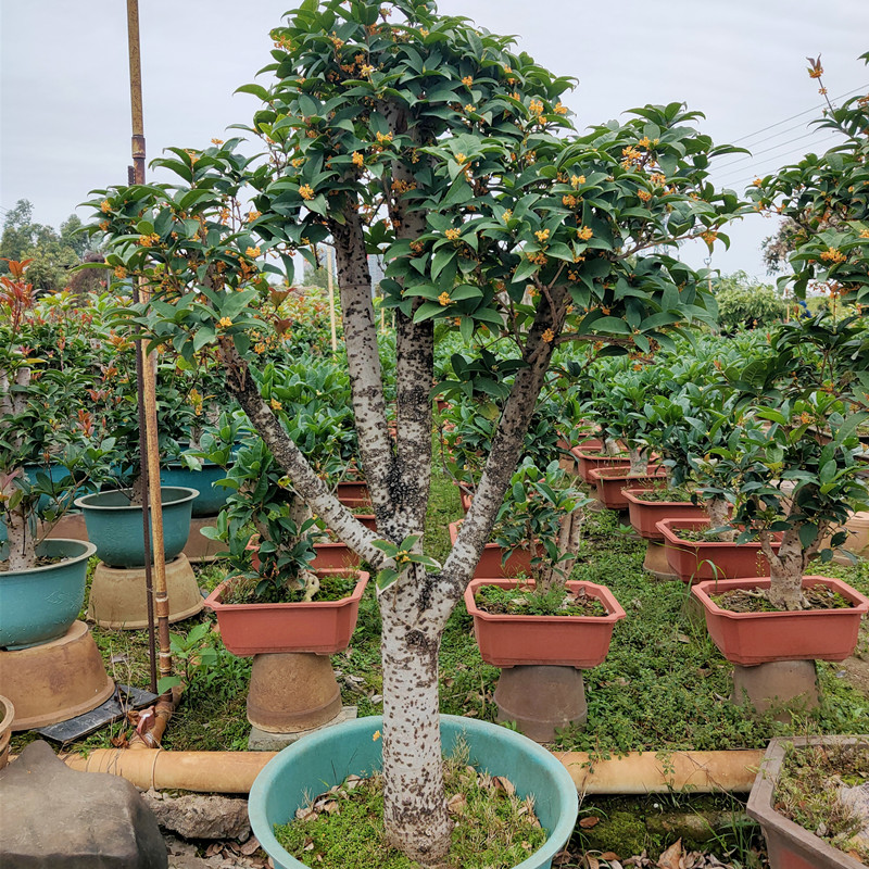 天香台阁黄金桂花苗黄色花香浓200天花期四季桂花清香花朵可食用