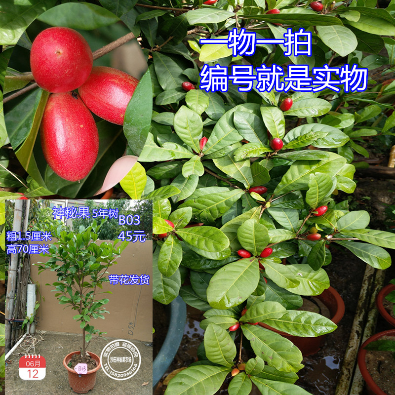 神秘果树苗变味果苗四季开花当年结果酸变甜带果或带花4-5年在类目 鲜花速递/花卉仿真/绿植园艺, 花园植物/行道树/果树, 果树中 - 来自Buy2taobao.com提供专业的淘宝代购服务