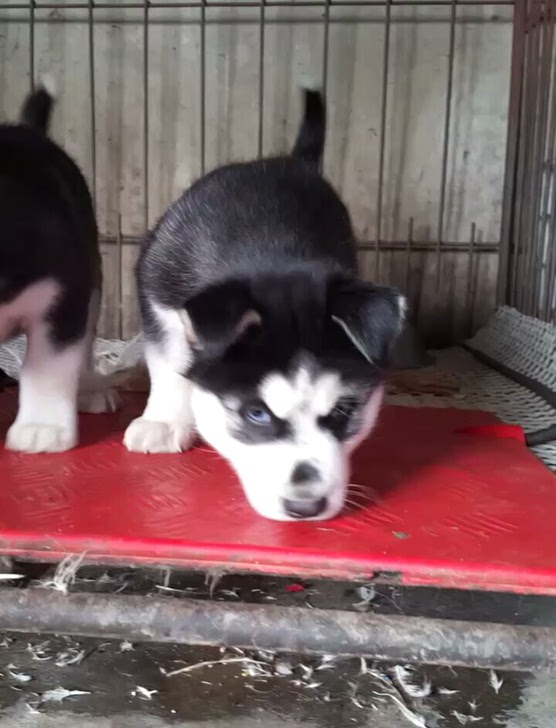 哈士奇幼犬