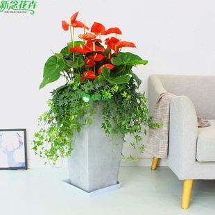 厂新念 1米大型红掌盆栽 客厅室内观花植物 上海绿植花卉库