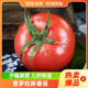 普罗旺斯番茄水果当季沙瓤西红柿新鲜蔬菜淘客