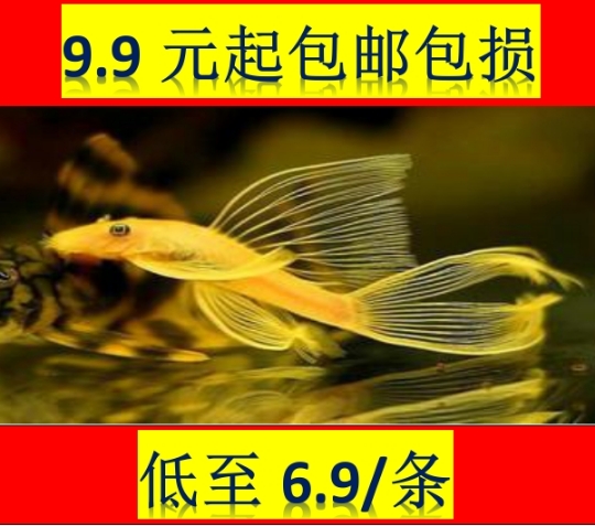 24K黃金胡子,黃金胡子,草缸清潔胡子玩家級小型清道夫順豐到付在類目 寵物/寵物食品及用品, 水族世界, 魚中 - 來自Buy2taobao.com提供專業的淘寶代購服務