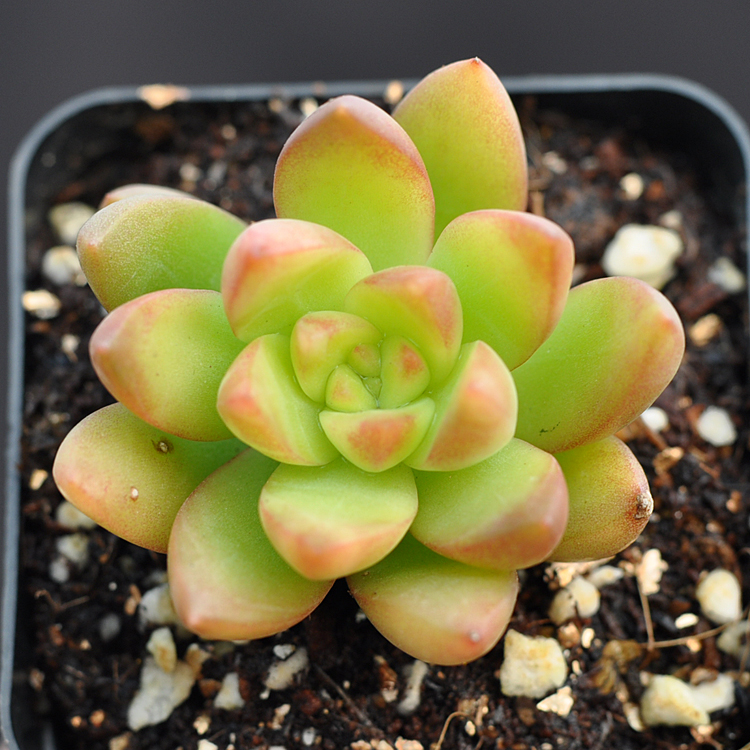 创意多肉植物普货黄丽盆景拼盆组盆v植物肉肉绿植清棚压边花图片