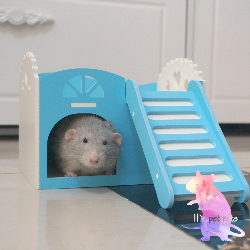 11 Rat treasure Squid Mouse Hamsters squirrel Ecological Rat Nest Toys House Cabins powder/blue/Greenin the Pet/Pet food and supplies , Class pet hamsters and other small , Small Animals (New) , Other  category - from Buy2taobao.com to provide professional Taobao agent buy service