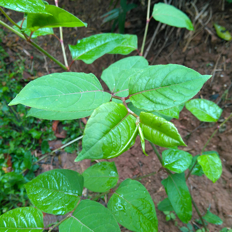 fresh wild Polygonum cuspidatum Ye Miao Bamboo flower Yuzhong Medicinal materialin the Traditional nourishing food , Medicinal and Edible Food , Other Medicinal and Edible Food category - from Buy2taobao.com to provide professional Taobao agent buy service