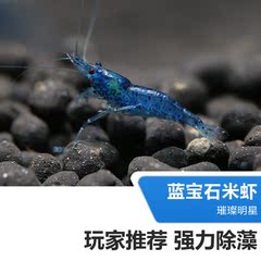 优鱼自然蓝宝石虾蓝丝绒虾米虾除藻虾观赏虾活体2只/组（1-1.5cm