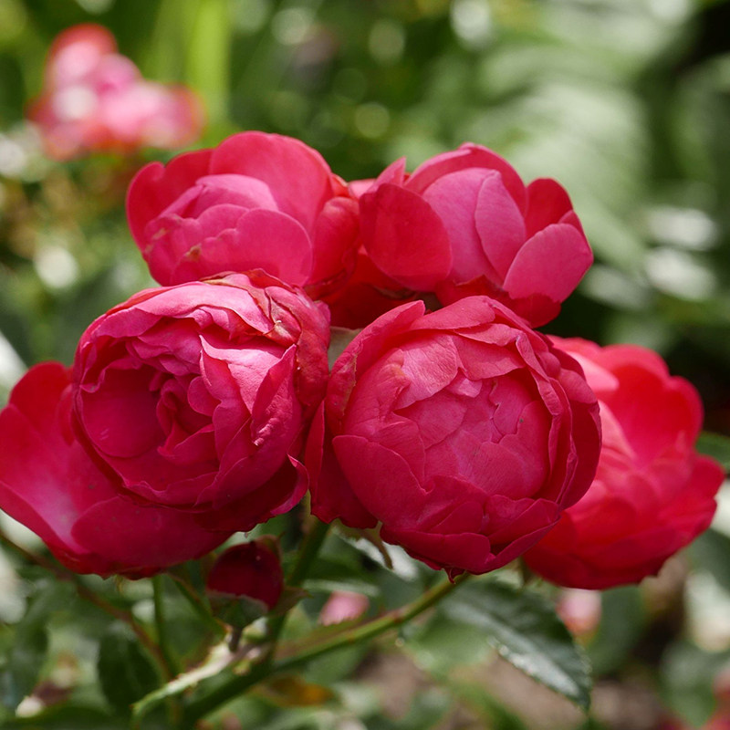 天狼月季 红科斯特2.