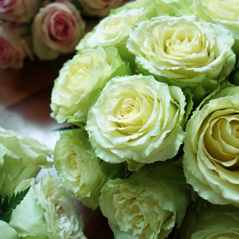 天狼月季的优惠券大全—天狼月季 凌波2.5升盆栽多季切花庭院露台观赏