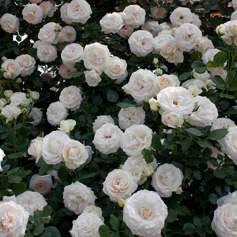 天狼月季 白色龙沙宝石 月季玫瑰 庭院露台爬藤攀援勤花藤本月季