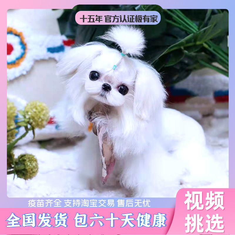 马尔济斯犬纯种双血统韩系小体超小马尔他幼犬茶杯犬玛尔济斯小马